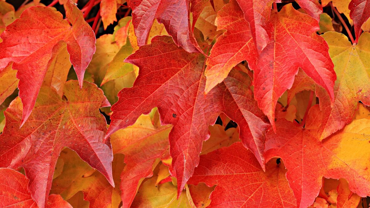 red and brown leaves